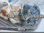 funny pictures color grayscale matte