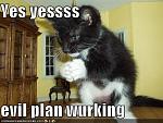 funny pictures your cats evil plan is working