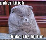 funny pictures poker cat thinks you are bluffing