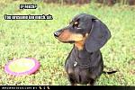funny dog pictures fetch