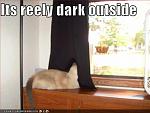 funny pictures cat thinks it is dark outside