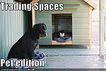 funny pictures the pet edition of trading spaces