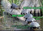 funny pictures turtles run into an alligator