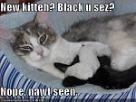 funny pictures your cat has not seen a black cat anywhere