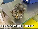 funny pictures you tricked cat into going to the vet