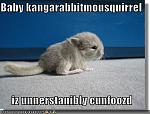 funny pictures baby kangarabbitmousquirrel