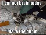 funny pictures cat cannot brain today