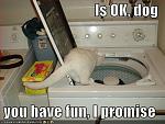 funny pictures cat ensures that you have fun in laundry machine