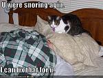 funny pictures cat is willing to fix your snores