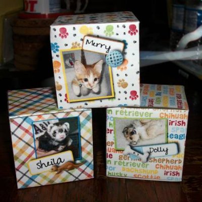 Pet of the Week Photo Cubes