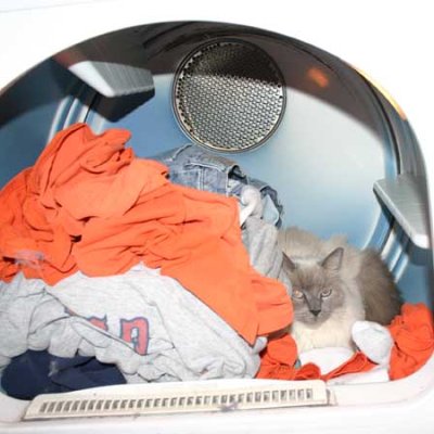Cat in Dryer