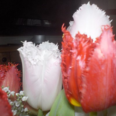 valentines flowers close