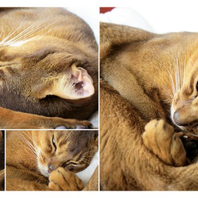 Sleepy kitty