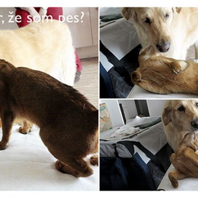Does that cat know I'm actually a dog?