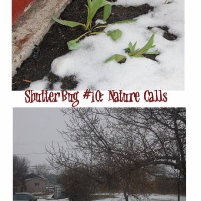 Shutterbug #10