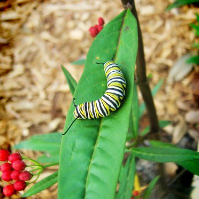 First Caterpillar