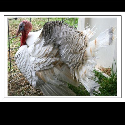 Tom Turkey