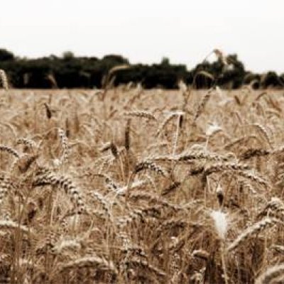 Shutterbug Shakedown #11- Rural