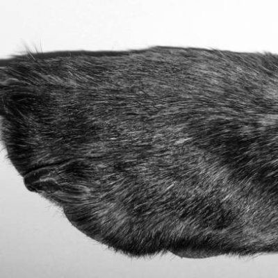 Groomed Paw Close-Up