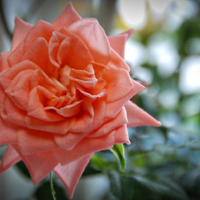 Shutterbug Shakedown #14-Close ups