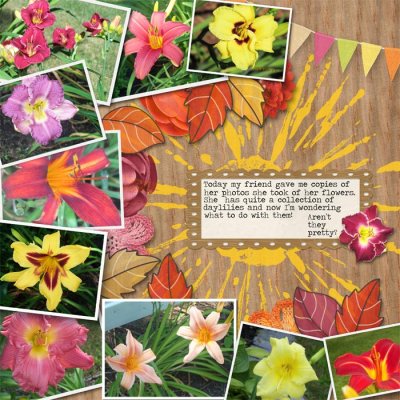 Daylilies