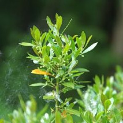 Azalea