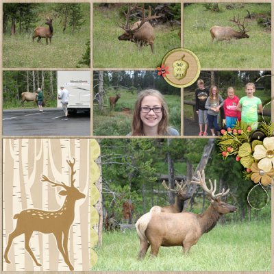Elk 2