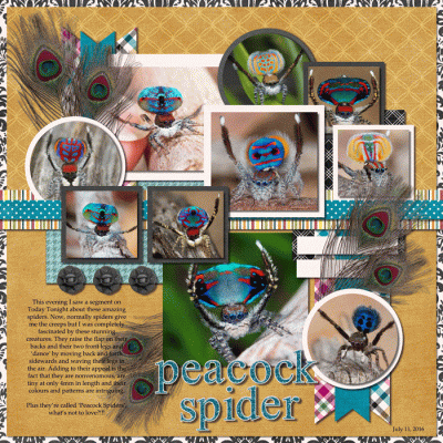 # 24 In the News - Peacock Spider