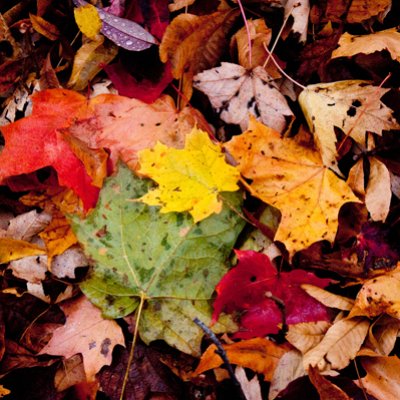 fall31
