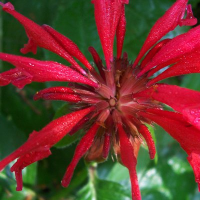 Monarda  overhead  and upclose shot