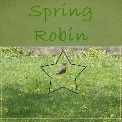 Spring Robin