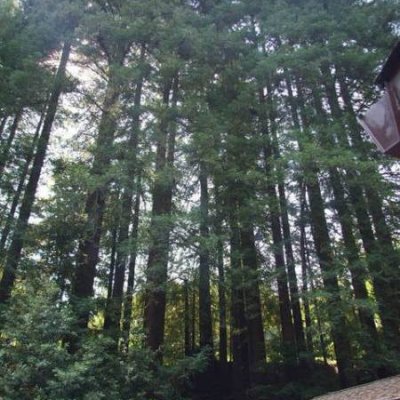 Trees