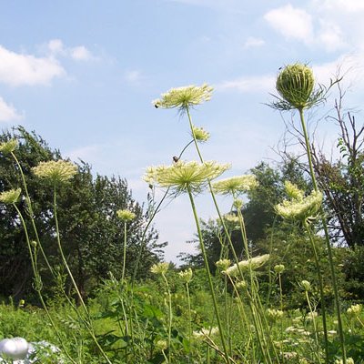 queen anne's lace