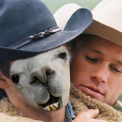 Brokeback Llama