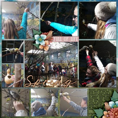 Feeding Birds