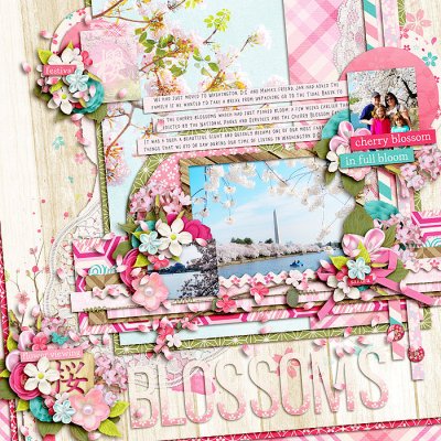 Cherry Blossoms