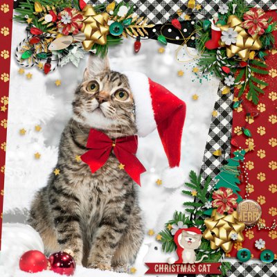 Santa Paws & Mrs Claws