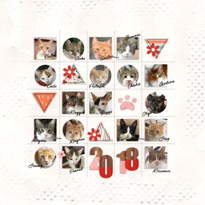 My Cat Family