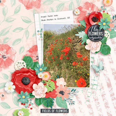 Field of Flowers