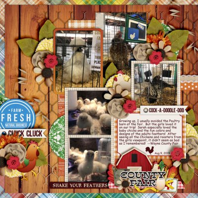 Chickens at the Fair