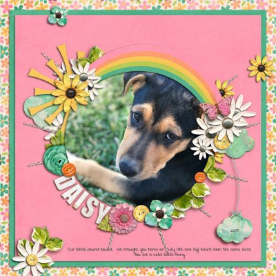 Daisy