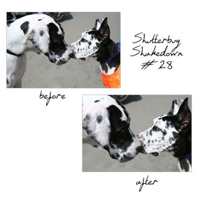 Shutterbug Shakedown #28
