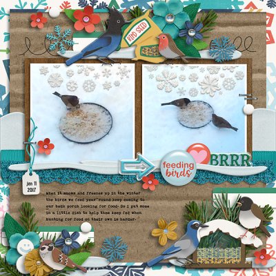 2017 Winter feeding of the Birds