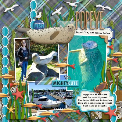 Friday Harbor Seal:  Popeye