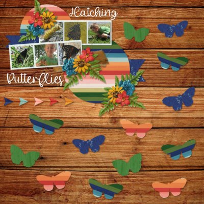 Hatching Butterflies
