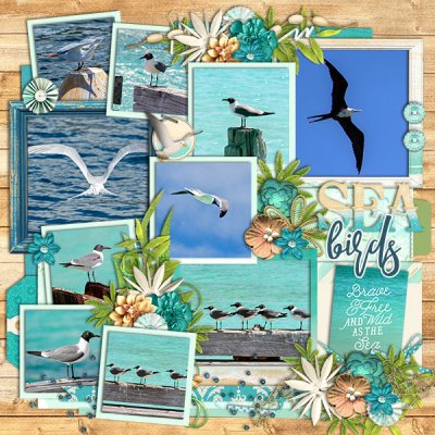 Sea Birds