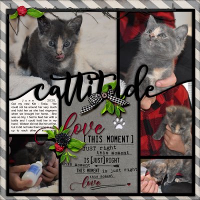 Cattitude