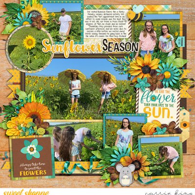 Sunflower Fields