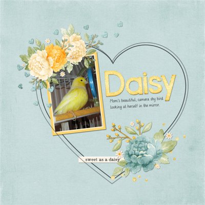 Daisy