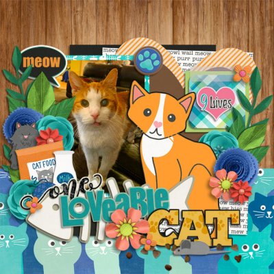 Loveable Cat